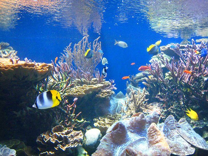 Waikiki Aquarium | swimfinfan / photo modified